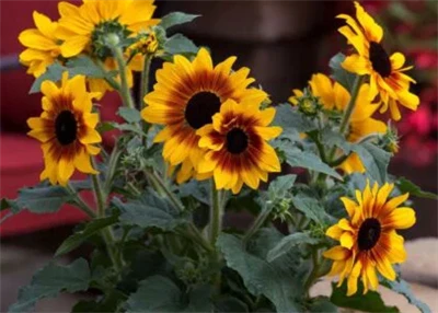 Syngenta Flowers promovira sončnice Sunfinity kot rešitev za-vrt s podaljšani...